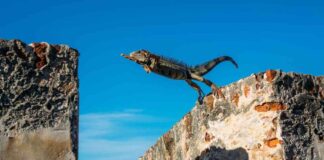 XRP Price Surges 17% Outperforming Market; $120K Bitcoin Target Still Possible news-15112024-094939