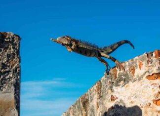 XRP Price Surges 17% Outperforming Market; $120K Bitcoin Target Still Possible news-15112024-094939