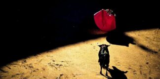 Bitcoin Price Surges Past $97K Amid ‘Trump Trade’ Frenzy news-21112024-120816