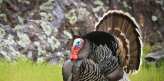 Bitcoin Price Plunge: Thanksgiving Massacre Repeat? news-26112024-233420