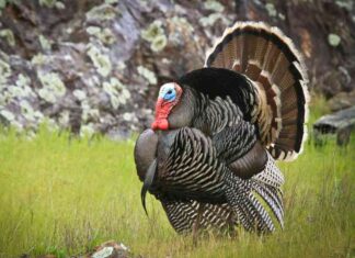 Bitcoin Price Plunge: Thanksgiving Massacre Repeat? news-26112024-233420