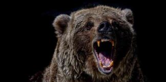 Bitcoin Price Drops to $95K as Cryptocurrency Bounce Fails bitcoin-price-drops-to-95k-as-cryptocurrency-bounce-fails