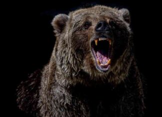 Bitcoin Price Drops to $95K as Cryptocurrency Bounce Fails bitcoin-price-drops-to-95k-as-cryptocurrency-bounce-fails