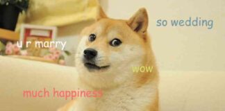 DOGE News: Dogecoin IP Owners Acquire Rights to Sister Neiro doge-news-dogecoin-p-owners-acquire-rights-to-sister-neiro