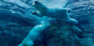 Bitcoin Price Plunges Below $97K Amid Failed Rally bitcoin-price-plunges-below-97k-amid-failed-rally