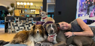 Crypto and Comfort: How Investing in Dog Beds Can Prevent Bites and Enhance Well-Being dogs health, dog bed, dog beds, large dog beds, best dog beds, outdoor dog beds, orthopedic dog beds, chew proof dog bed, raised dog bed, cooling dog bed, heated dog beds, waterproof dog beds, small dog beds, washable dog beds, memory foam dog beds, dog bites, why dogs bite