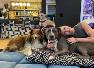 Crypto and Comfort: How Investing in Dog Beds Can Prevent Bites and Enhance Well-Being dogs health, dog bed, dog beds, large dog beds, best dog beds, outdoor dog beds, orthopedic dog beds, chew proof dog bed, raised dog bed, cooling dog bed, heated dog beds, waterproof dog beds, small dog beds, washable dog beds, memory foam dog beds, dog bites, why dogs bite